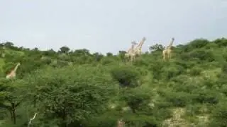 Daan Viljoen Game Park Giraffe