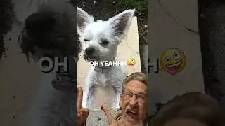 I did It so easy to get dogs blamed