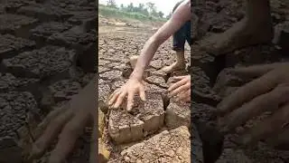Catching Catfish in Dried Mud