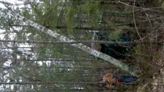 Felling a tree @Burntside Lake.
