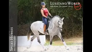 **SOLD**  |  Piro Free Lusitano Stallion - dressage prospect (REF#204)