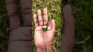 the largest shiny beetle🤗🍀🌻🍀🤩😱🥰 I have ever found of itskind #insects#nature#beautifulinsects..