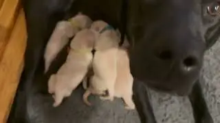 River Stone | Olive x Boris | Newborn British Labrador Puppies