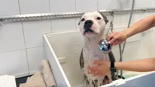 BAGNETTO AL MIO CANE🛁 🧽🧴  - Valentina Lattanzio