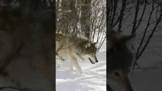 A Wolf walking on snow in the forest