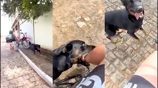 &iquest;YA VISTE el video del PERRITO que LOS EST&Aacute;N CAPACITANDO para CORRETEAR MOTOS?