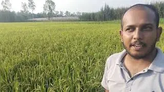 Eagle Seeds - Albina Paddy 