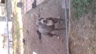 My uncle pit 