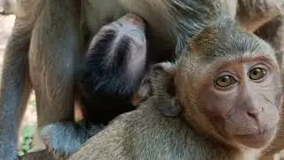 January 9, 2026#animals #monkeysr #monkeymonny #babymonkey #cute #babymonky #funny #babyprimate 