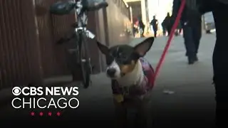 Advice on protecting pets from the cold