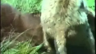 Female Bobcat VS Small American Black Bear Cub - Bobcat VS Black Bear