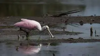 Roseate Spoonbill foraging for food