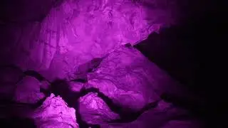 Southern Bent-winged bats flying in a coastal cave