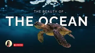 Beautiful Sea Animals in the Deep Ocean 🐠 Ocean Life | Incredible Marine Animals