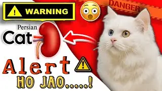 Persian Cats Kidney Problems 🐾 | Symptoms, Treatment & Prevention Explain | Must Watch ☝🏻@leo_lily0 