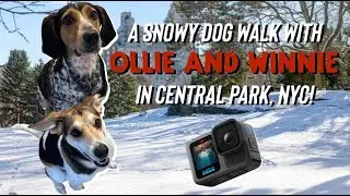 An AWESOME snowy DOG WALK with Ollie and Winnie in CENTRAL PARK, NYC! #Dog #Pets #Fun #Dogs