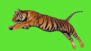 Tiger Green Screen video - Tiger Green Screen Effects