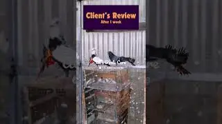 Pigeon Breeding Medicine 100% Solution | BREED-O-PLUS | Pigeon Breeding | BREED-O-PLUS Review