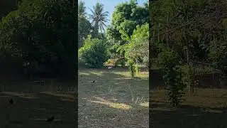 Wild Cat and chicken #WildChickens #FeatheredAdventures #NatureEncounters #FreeRangeFowl