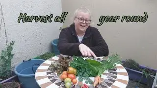 How I Skipped the Hungry gap | Winter Harvest & Succession Planting Tips