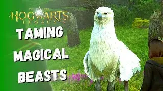 Taming Hippogriffs & Puffskeins in Beasts Class / Hogwarts Legacy