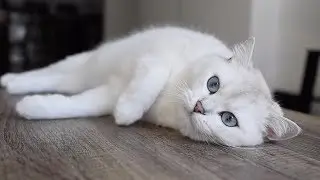 Coby on Catnip