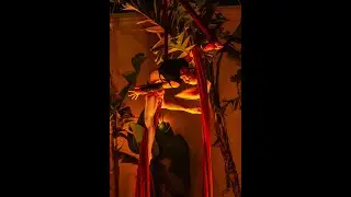 2025 Aerial Silk Act - Everybody Supports Women