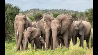 The Giants of Babile&mdash;Guardians of Ethiopia&rsquo;s Wildland