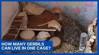 How Many Gerbils Can Live In One Cage?