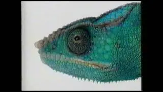 Telus Lizard commercial - camera phones (2003)