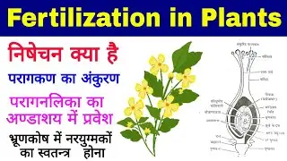 Fertilization in plants | fertilization in flowering plants | Nishechan | निषेचन क्रियाविधि |Biology
