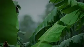 Deep Sleep Rain with Piano | Sleep Aid, Stress Relief, and Relaxation for Wellness Health