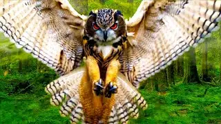 Owl is a Best Bird | stock Footage |