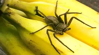 A deadly spider may be hiding in supermarket bananas!!