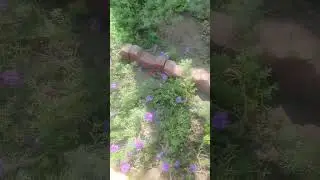 ورد الفربينيا او المينا الزاحفة ⚘️جنتي حديقتي⚘️