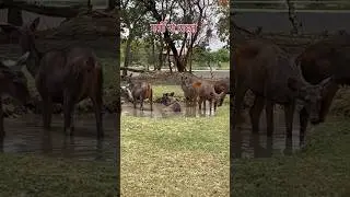 Fun summer Management in Zoo #naturelovers #shortsfeed #shorts