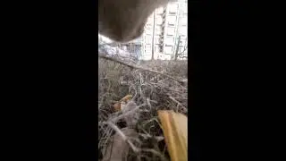 🐱 5. Simba Cat POV Camera LIVE - #shorts #LiveCatPOV #LiveNow 2026-01-09 09:19:39