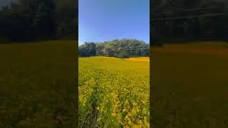 Koraput In Winter 🌻#koraput #nature #travel #odisha #viral #deomali #winter