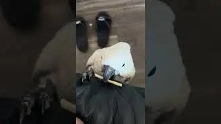 Chief isn&rsquo;t sure what he wants    #chiefthecockatoo #cockatoolove #lovemybird #parrot #cockatoo