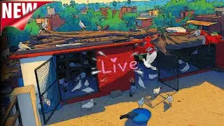 Zaman pigeon Care  is live