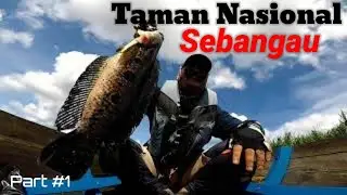 CASTING TOMAN BUNGA SAAT MEMASUKI MUSIM KEMARAU - DI TAMAN NASIONAL SEBANGAU PALANGKARAYA - PART 1