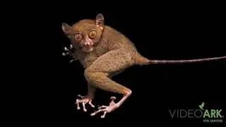 A Philippine tarsier (Tarsius syrichta syrichta) at the Avilon Zoo.