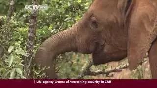 Curbing Poaching in Kenya