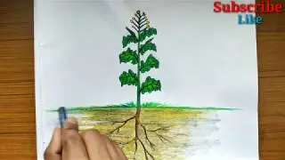 Mustard tree drawing for beginners / step by step mustard tree drawing