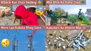 Moer Lga Kabutar Bhag Gaya ??😨🕊️