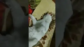 Tama||Weird sleeper||#funnycats #petcat #pets #sleepingcat #shortsvideo #temtem