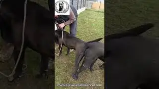 When the female is aggressive with the male in the breeding process, what's your method,