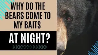 How to hunt nocturnal bears | Get night time bears to come in daylight
