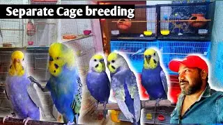 My Birds Setup Separate Cage Breeding Progress // hogoromo budgies / King size budgies