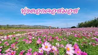 ทุ่งดอกคอสมอส สระบุรี (น้องบุญทิ้งนนท์ศิลาฟาร์ม)